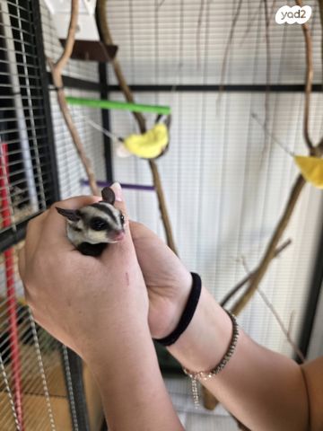 תמונת מודעה - חיות מחמד