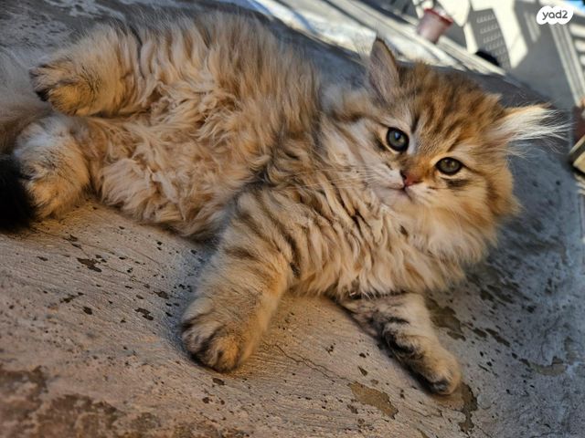 תמונת מודעה - חיות מחמד