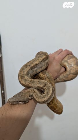 תמונת מודעה - חיות מחמד