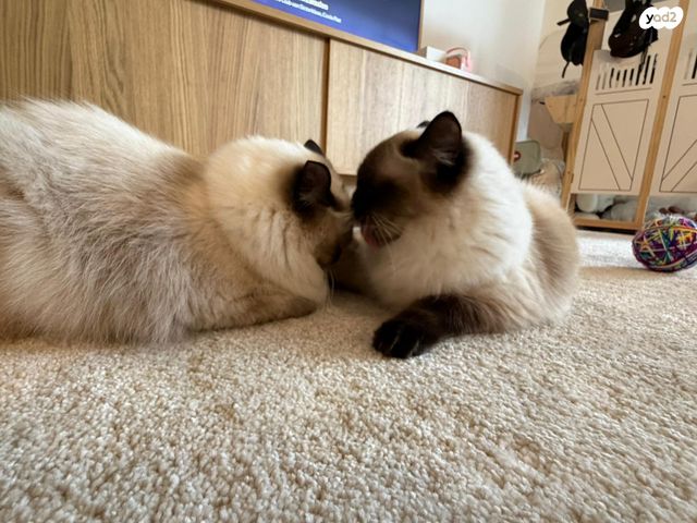 תמונת מודעה - חיות מחמד