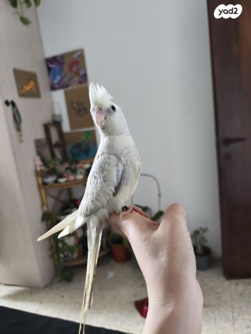 תמונת מודעה - חיות מחמד