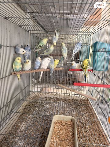 תמונת מודעה - חיות מחמד