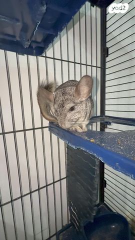 תמונת מודעה - חיות מחמד