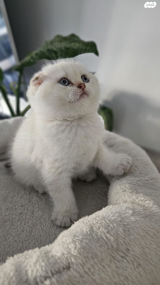 תמונת מודעה - חיות מחמד