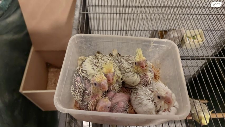 תוכי קוקוטייל