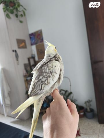 תוכי קוקוטייל