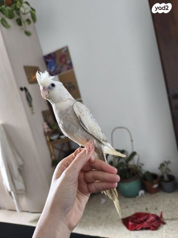 תוכי קוקוטייל