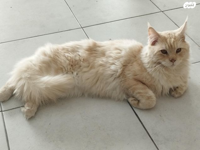 חתול מיין קון