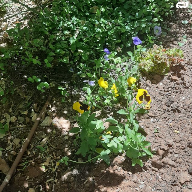 דרך כרמית 14