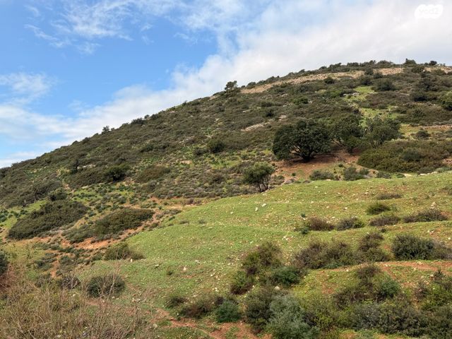 דירה, החרוב, טירת כרמל