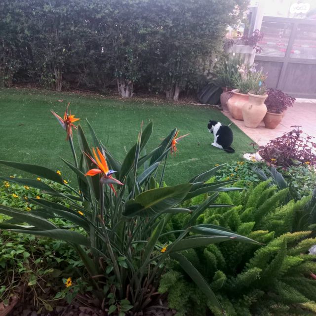 בית פרטי/ קוטג', נהריה