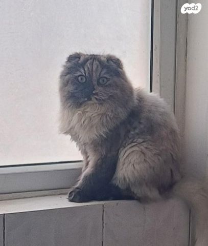 תמונת מודעה - חיות מחמד