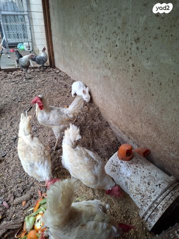 תמונת מודעה - חיות מחמד