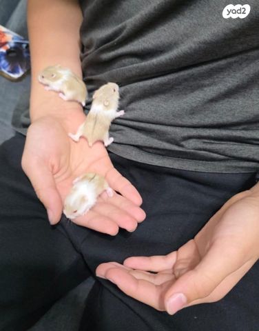 תמונת מודעה - חיות מחמד