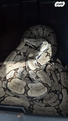 תמונת מודעה - חיות מחמד