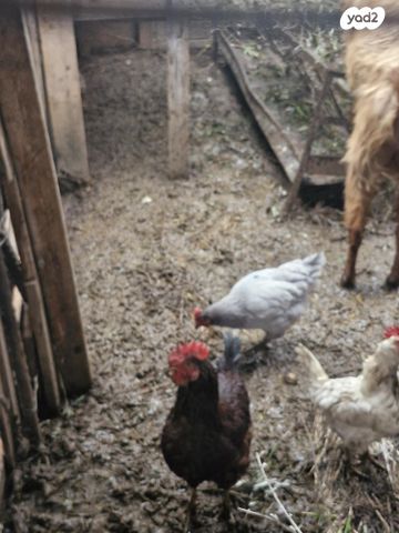 תמונת מודעה - חיות מחמד