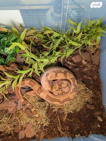 תמונת מודעה - חיות מחמד