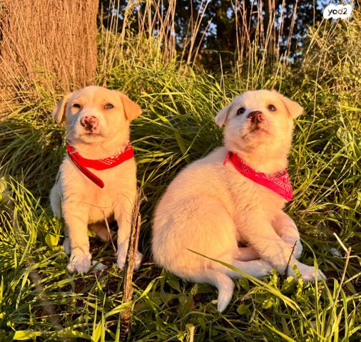 תמונת מודעה - חיות מחמד