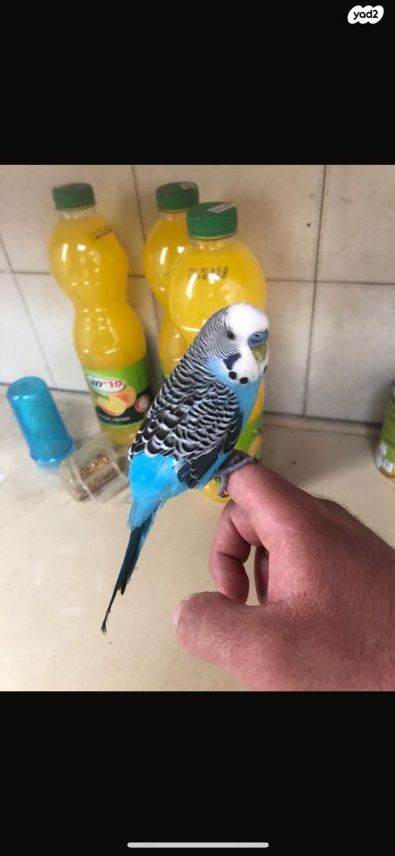 תמונת מודעה - חיות מחמד