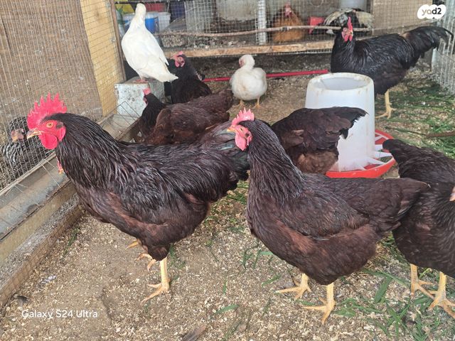 תמונת מודעה - חיות מחמד