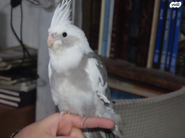 תמונת מודעה - חיות מחמד