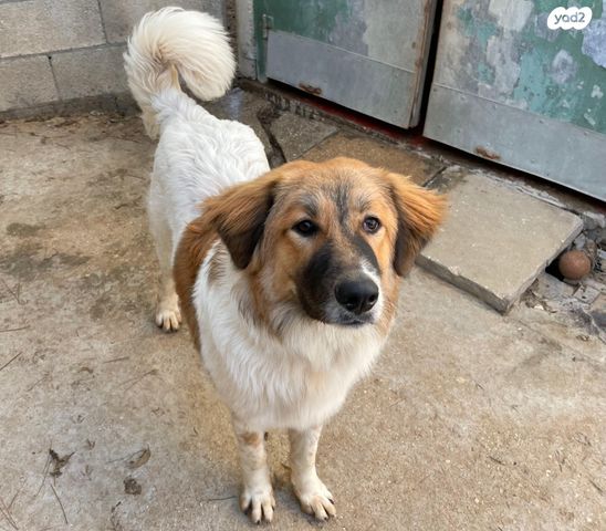 תמונת מודעה - חיות מחמד