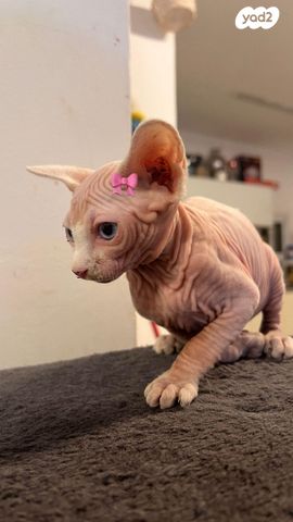 תמונת מודעה - חיות מחמד