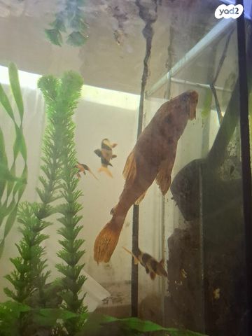 תמונת מודעה - חיות מחמד