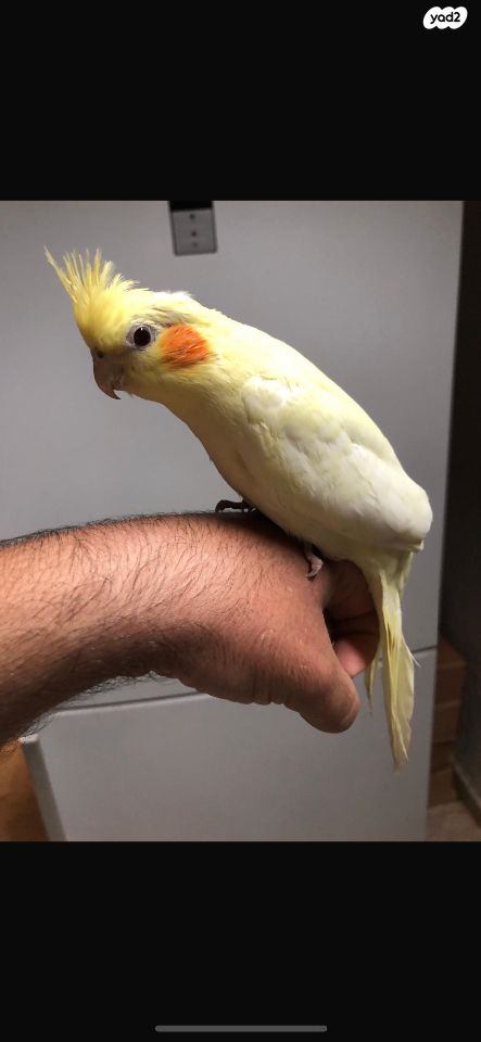 תמונת מודעה - חיות מחמד