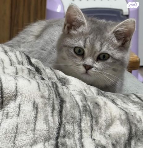 תמונת מודעה - חיות מחמד