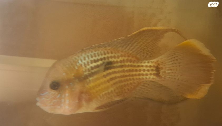 תמונת מודעה - חיות מחמד