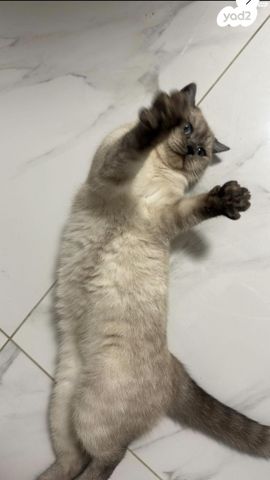 תמונת מודעה - חיות מחמד