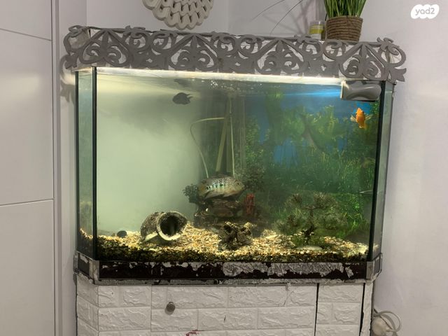 תמונת מודעה - חיות מחמד