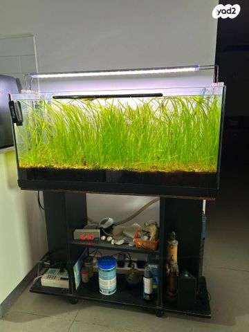 תמונת מודעה - חיות מחמד