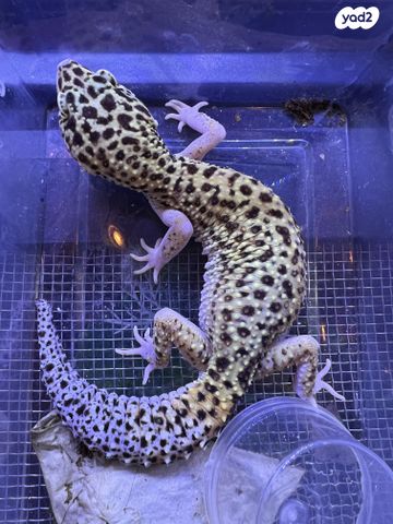 תמונת מודעה - חיות מחמד