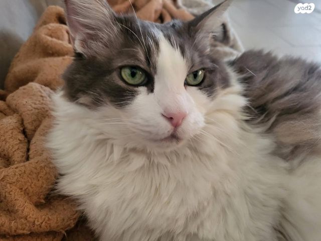 תמונת מודעה - חיות מחמד