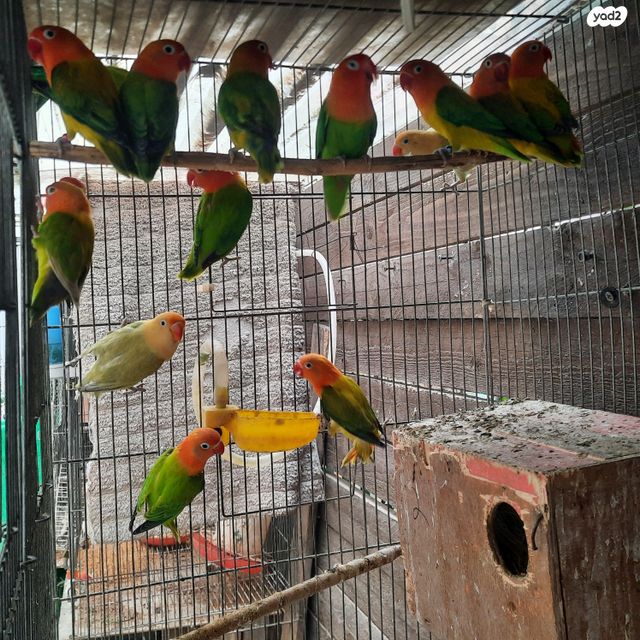 תמונת מודעה - חיות מחמד