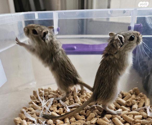 תמונת מודעה - חיות מחמד