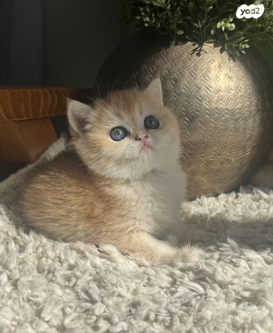 תמונת מודעה - חיות מחמד