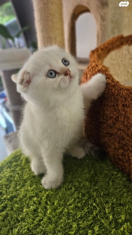 תמונת מודעה - חיות מחמד