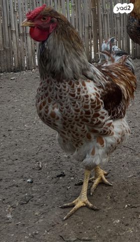 תמונת מודעה - חיות מחמד