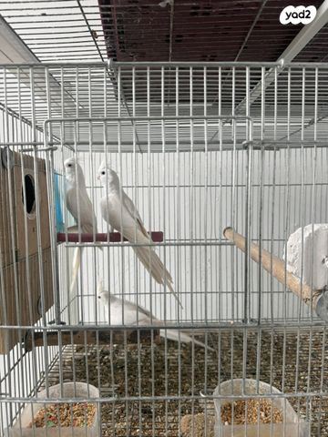 תמונת מודעה - חיות מחמד