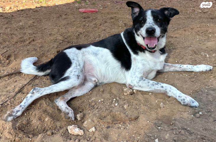 תמונת מודעה - חיות מחמד