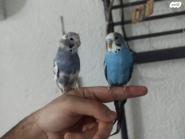 תמונת מודעה - חיות מחמד