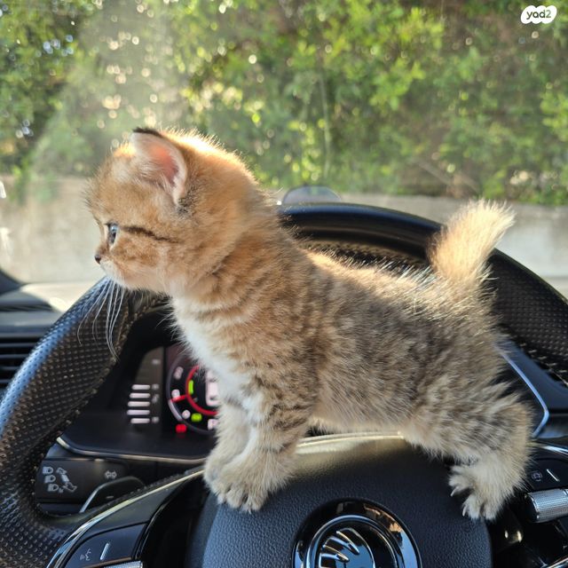 תמונת מודעה - חיות מחמד