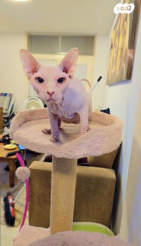 תמונת מודעה - חיות מחמד