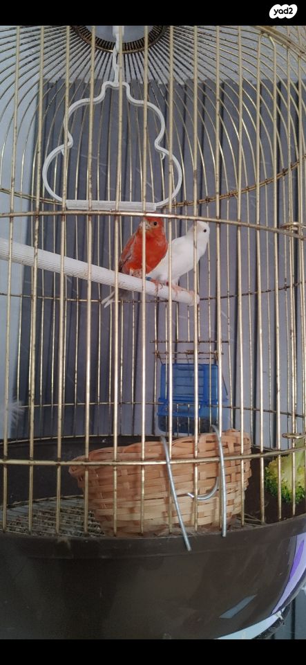 תמונת מודעה - חיות מחמד