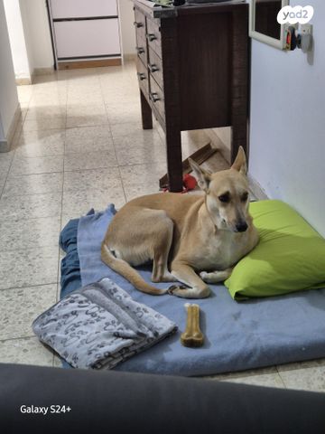 תמונת מודעה - חיות מחמד