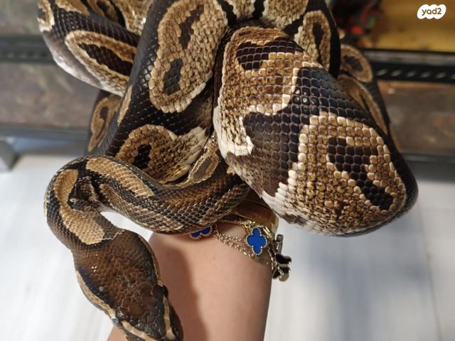 תמונת מודעה - חיות מחמד