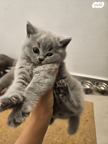 תמונת מודעה - חיות מחמד